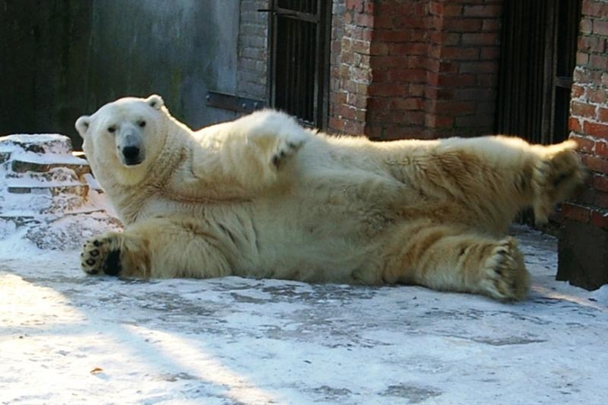Nerimas zoologijos sode: lokiui Kasparui įtariamas vėžys