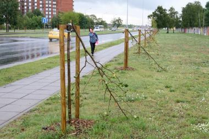 Vandalai Klaipėdoje nulaužė šešias liepaites