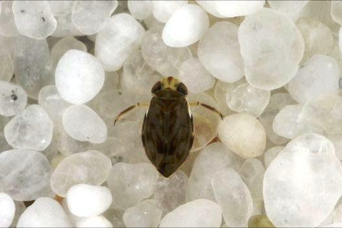 Ką reiškia mistiškasis vabalo skarabėjo šokis ant mėšlo rutuliuko?