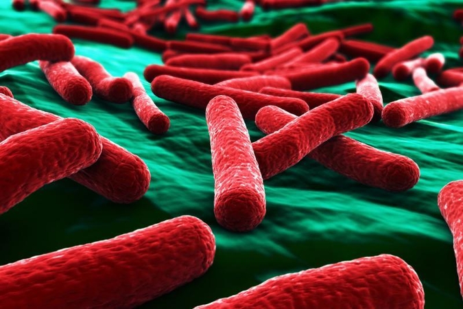 Į Lietuvą patekusiose ožragių sėklose E. coli bakterijų neaptikta (papildyta)