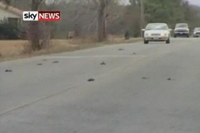 Arkanzase masinę strazdų žūtį galėjo nulemti triukšmo sukelta panika