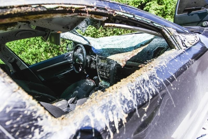 Brangiausias „kontaktas“ su žvėrimis - BMW ir „Volvo“ vairuotojams