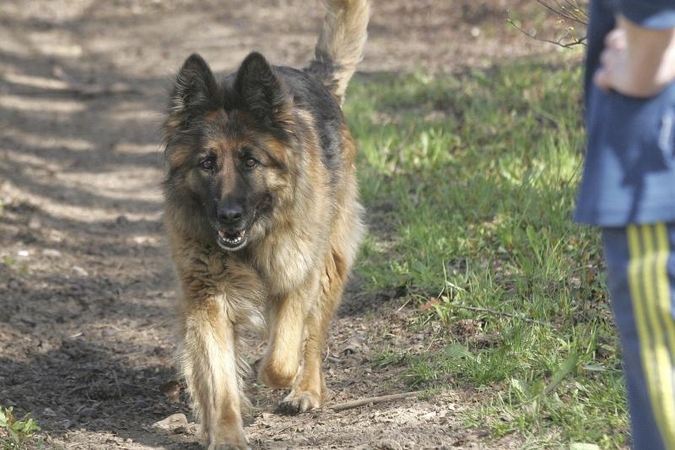 Žiauriai šunį užmušusiems Klaipėdos rajono gyventojams - baudos