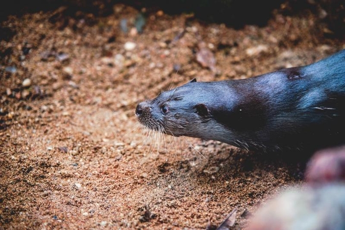 Kauno zoologijos sode duris atvėrė nauji namai ūdroms