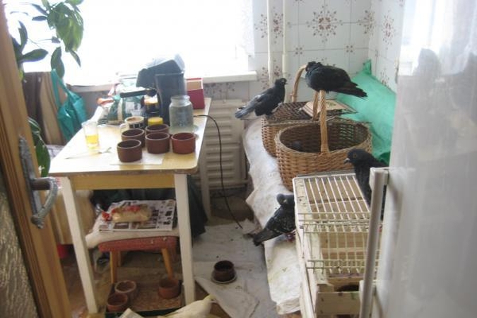 Klaipėdietė bute gyvena su balandžiais