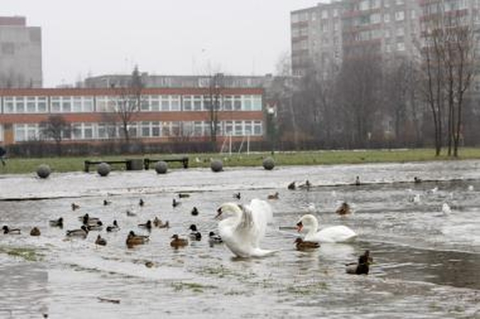 Gulbėms – alkanų žmonių spąstai