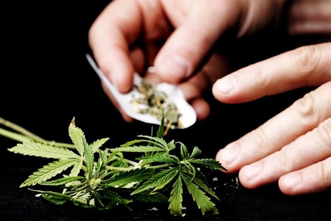 Ar Seimas        ryšis legalizuoti kanapes?