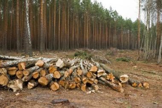 Sankirta: Klaipėdos rajono miškuose susikirto valstybės ir privatūs interesai. Kurie laimės – parodys laikas.
