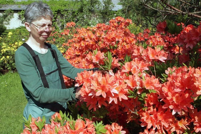 Botanikos sode – rododendrų viliotinis   