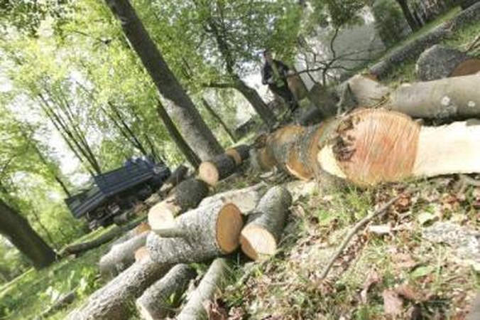 Skaičius: A.Juozapavičiaus prospektas bus rekonstruojamas, todėl teks nupjauti 148 medžius.