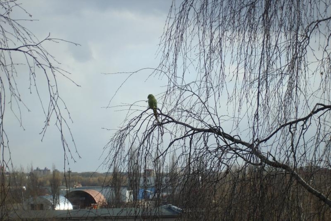 Pajūrio žiema pasigailėjo papūgos