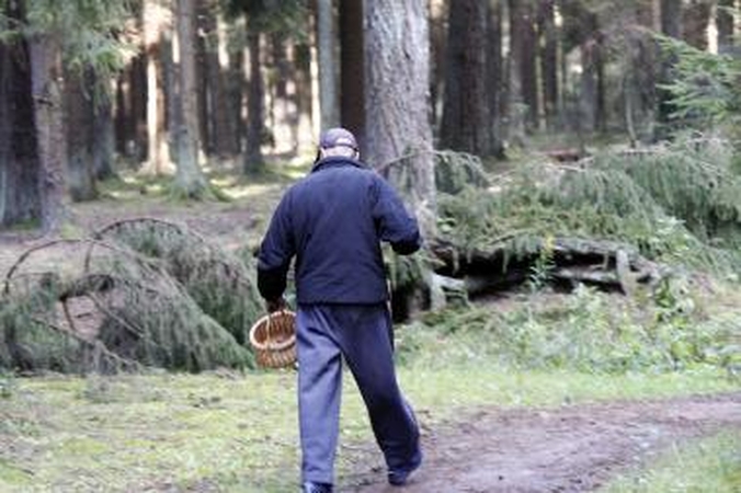 Kauniečiai dėl baravykų žengia į pavojingus miškus