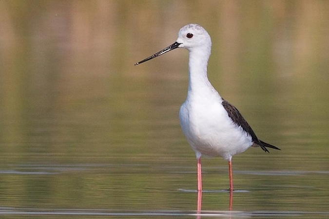 Pietų paukštis pirmą kartą perėjo Lietuvoje