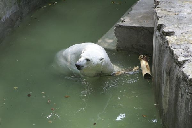 Zoologijos sodo augintiniai norėtų nusimesti kailinius