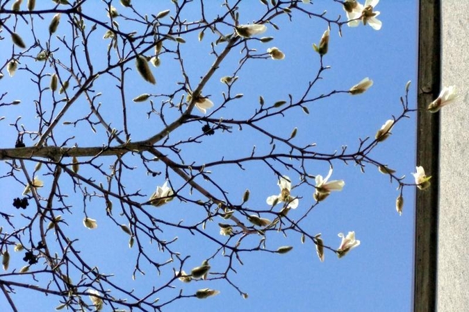 Stebina   pirmieji    magnolijų   žiedai