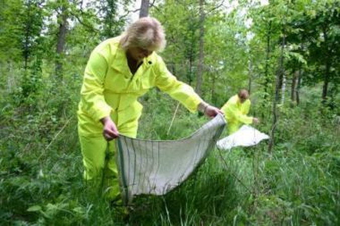 Gausa: pasak D.Kisielienės, gausiausiai erkių kol kas aptikta tradicinėje vietoje – Giruliuose.
