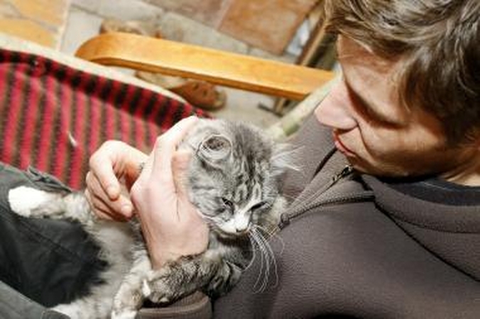 Išpirka už nuosavą katę – pusšimtis litų