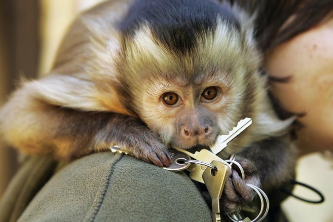 Į šventę – paglostyti Zoologijos  sodo gyvūnų