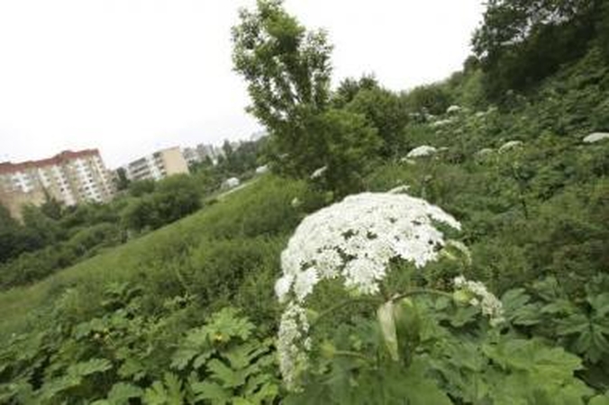 Gajūs: nuo Milikonių kalno Sosnovskio barščių sėklas vėjas išnešioja po visą miestą.