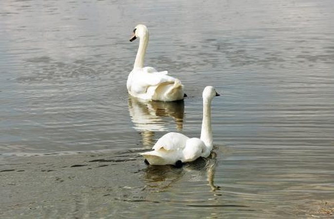 Gulbių žūties linija tebeveikia