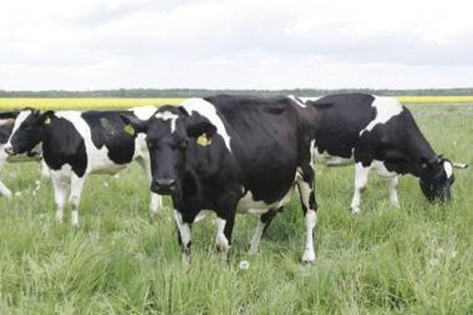 Atmeta: gandus, esą buvo superkama ir perdirbama kritusių galvijų mėsa, kategoriškai neigia veterinarijos specialistai.