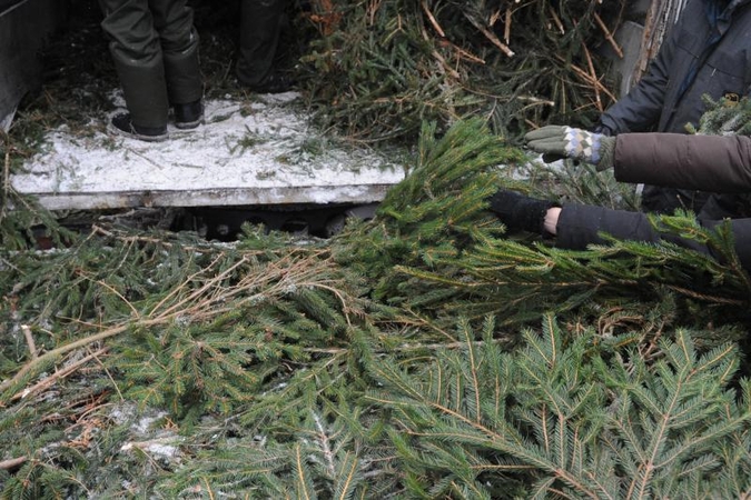 Žaliaskarių grobikai vis dar siaučia Vilniaus miškuose