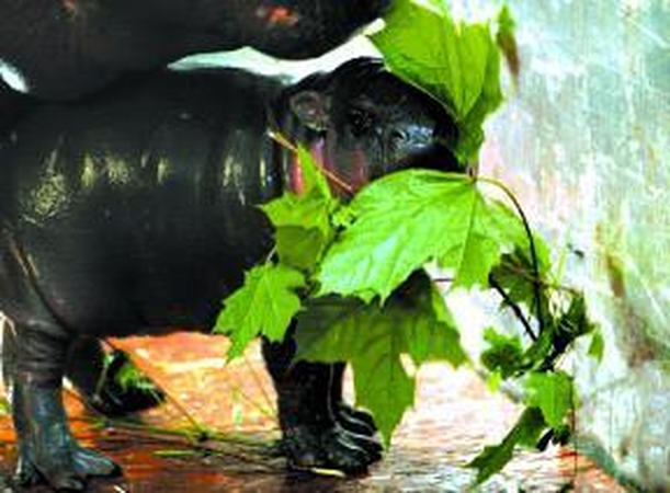 Co­liu­kė žai­džia ir mau­do­si