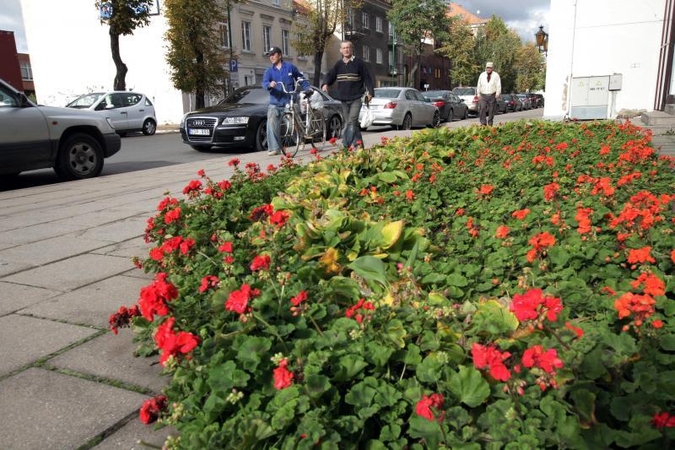 Dovana Klaipėdai – gėlės už 10 tūkst. litų