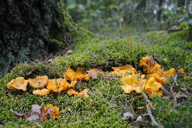 Pajūrio miškuose – pirmieji grybautojai