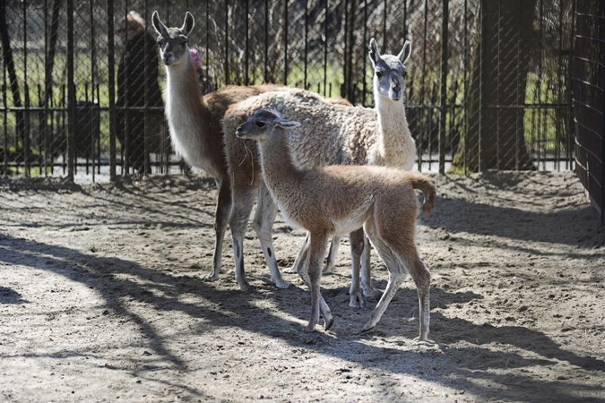 Studentai kūrė Zoologijos sodo vizijas   