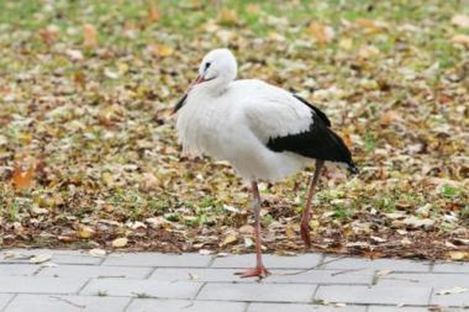 Dėl gandro kančių – "Nuaro" abejingumas